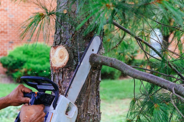 Best Tree Maintenance Programs  in Germantown, OH